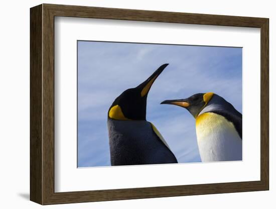 Portrait of two King penguins, Aptenodytes patagonica.-Sergio Pitamitz-Framed Photographic Print