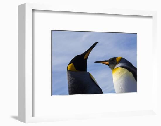 Portrait of two King penguins, Aptenodytes patagonica.-Sergio Pitamitz-Framed Photographic Print