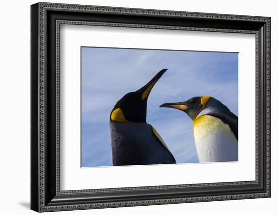 Portrait of two King penguins, Aptenodytes patagonica.-Sergio Pitamitz-Framed Photographic Print