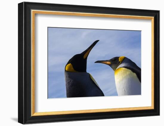 Portrait of two King penguins, Aptenodytes patagonica.-Sergio Pitamitz-Framed Photographic Print