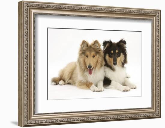 Portrait of Two Lying Rough Collies, 5 Months-Mark Taylor-Framed Photographic Print