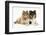 Portrait of Two Lying Rough Collies, 5 Months-Mark Taylor-Framed Photographic Print