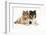 Portrait of Two Lying Rough Collies, 5 Months-Mark Taylor-Framed Photographic Print