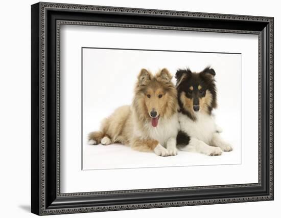 Portrait of Two Lying Rough Collies, 5 Months-Mark Taylor-Framed Photographic Print