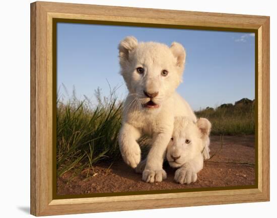 Portrait of Two White Lion Cub Siblings, One Laying Down and One with it's Paw Raised.-Karine Aigner-Framed Premier Image Canvas