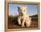 Portrait of Two White Lion Cub Siblings, One Laying Down and One with it's Paw Raised.-Karine Aigner-Framed Premier Image Canvas