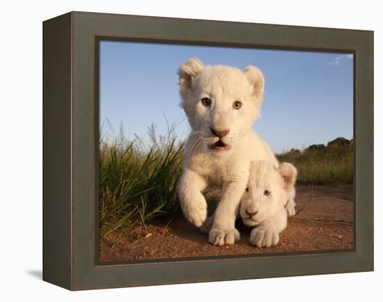 Portrait of Two White Lion Cub Siblings, One Laying Down and One with it's Paw Raised.-Karine Aigner-Framed Premier Image Canvas