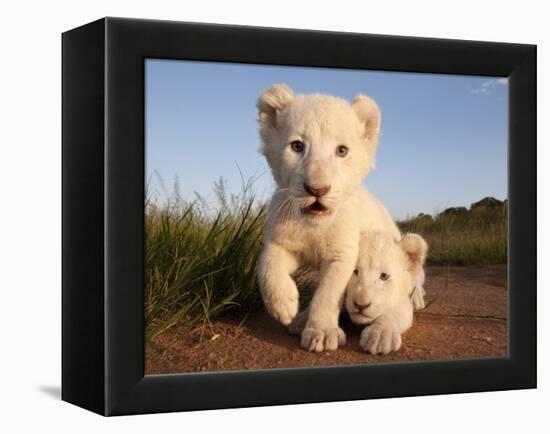 Portrait of Two White Lion Cub Siblings, One Laying Down and One with it's Paw Raised.-Karine Aigner-Framed Premier Image Canvas