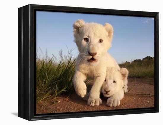 Portrait of Two White Lion Cub Siblings, One Laying Down and One with it's Paw Raised.-Karine Aigner-Framed Premier Image Canvas