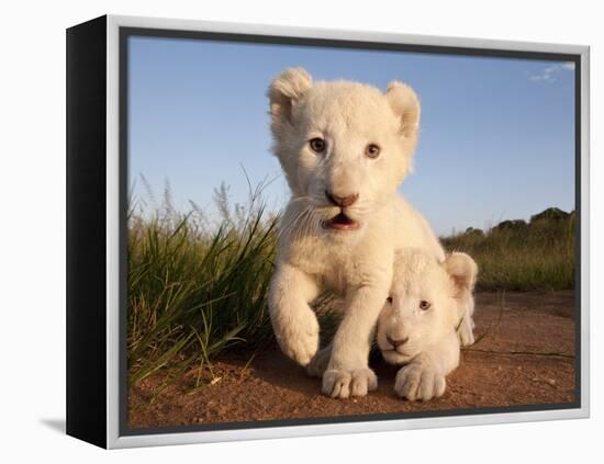 Portrait of Two White Lion Cub Siblings, One Laying Down and One with it's Paw Raised.-Karine Aigner-Framed Premier Image Canvas