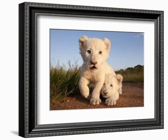 Portrait of Two White Lion Cub Siblings, One Laying Down and One with it's Paw Raised.-Karine Aigner-Framed Photographic Print