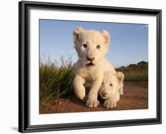 Portrait of Two White Lion Cub Siblings, One Laying Down and One with it's Paw Raised.-Karine Aigner-Framed Photographic Print