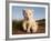 Portrait of Two White Lion Cub Siblings, One Laying Down and One with it's Paw Raised.-Karine Aigner-Framed Photographic Print