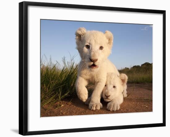 Portrait of Two White Lion Cub Siblings, One Laying Down and One with it's Paw Raised.-Karine Aigner-Framed Photographic Print