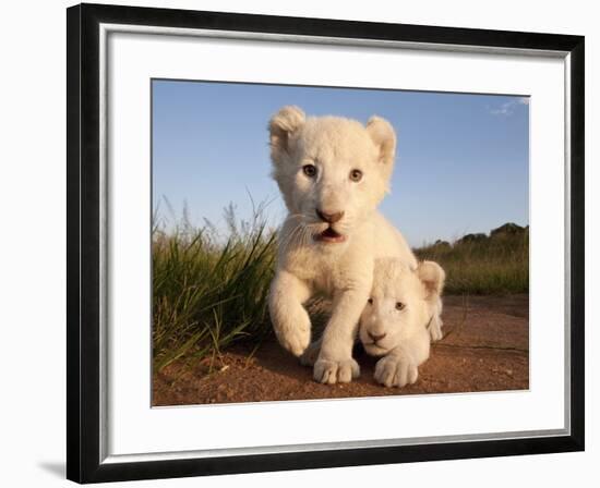 Portrait of Two White Lion Cub Siblings, One Laying Down and One with it's Paw Raised.-Karine Aigner-Framed Photographic Print