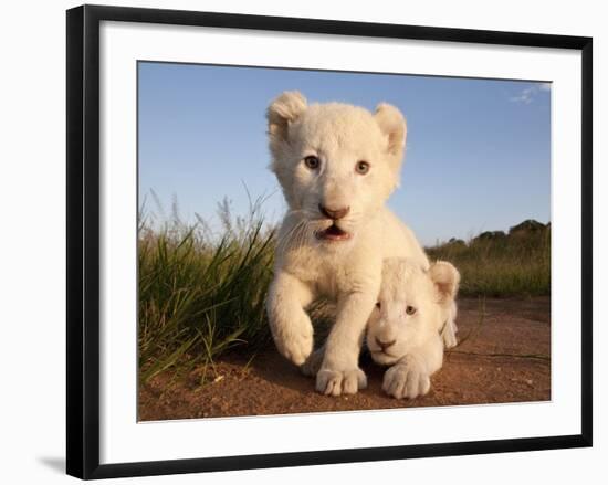 Portrait of Two White Lion Cub Siblings, One Laying Down and One with it's Paw Raised.-Karine Aigner-Framed Photographic Print