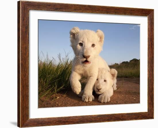 Portrait of Two White Lion Cub Siblings, One Laying Down and One with it's Paw Raised.-Karine Aigner-Framed Photographic Print