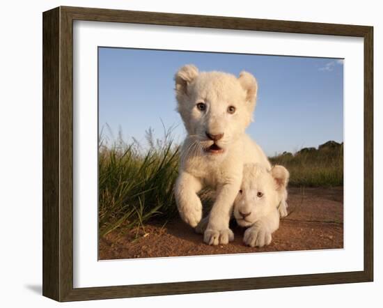 Portrait of Two White Lion Cub Siblings, One Laying Down and One with it's Paw Raised.-Karine Aigner-Framed Photographic Print