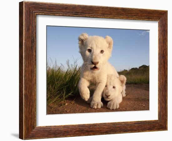 Portrait of Two White Lion Cub Siblings, One Laying Down and One with it's Paw Raised.-Karine Aigner-Framed Photographic Print