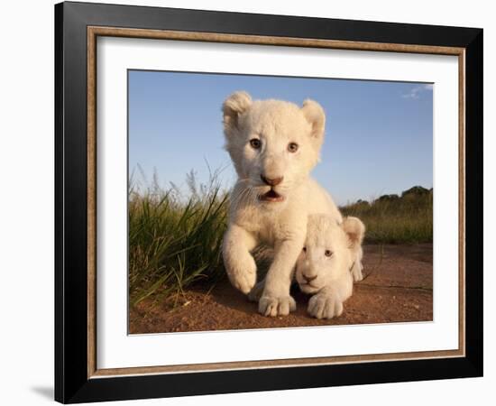 Portrait of Two White Lion Cub Siblings, One Laying Down and One with it's Paw Raised.-Karine Aigner-Framed Photographic Print