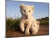 Portrait of Two White Lion Cub Siblings, One Laying Down and One with it's Paw Raised.-Karine Aigner-Mounted Photographic Print