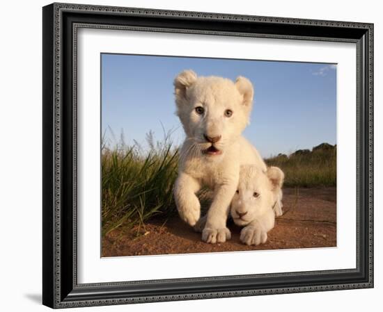 Portrait of Two White Lion Cub Siblings, One Laying Down and One with it's Paw Raised.-Karine Aigner-Framed Photographic Print