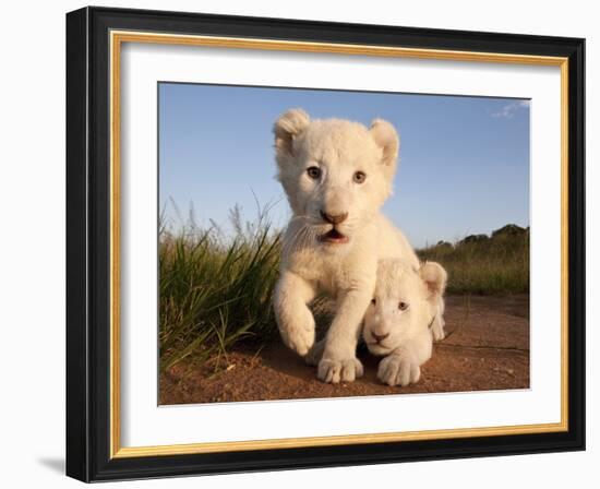 Portrait of Two White Lion Cub Siblings, One Laying Down and One with it's Paw Raised.-Karine Aigner-Framed Photographic Print