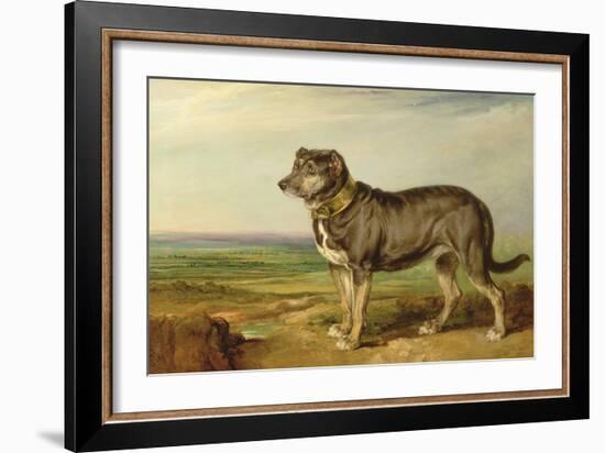 Portrait of 'Vic', a Spanish Bloodhound, C.1818-20-James Ward-Framed Giclee Print