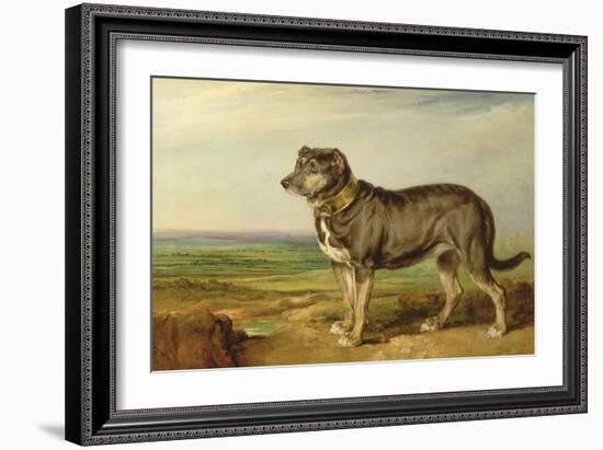 Portrait of 'Vic', a Spanish Bloodhound, C.1818-20-James Ward-Framed Giclee Print