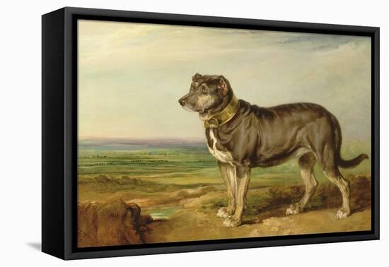 Portrait of 'Vic', a Spanish Bloodhound, C.1818-20-James Ward-Framed Premier Image Canvas