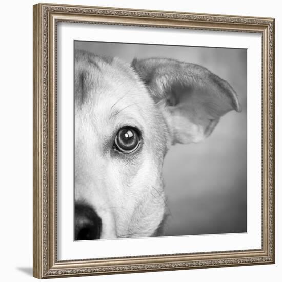 Portrait of Westie Labrador Mixed Dog-null-Framed Photographic Print