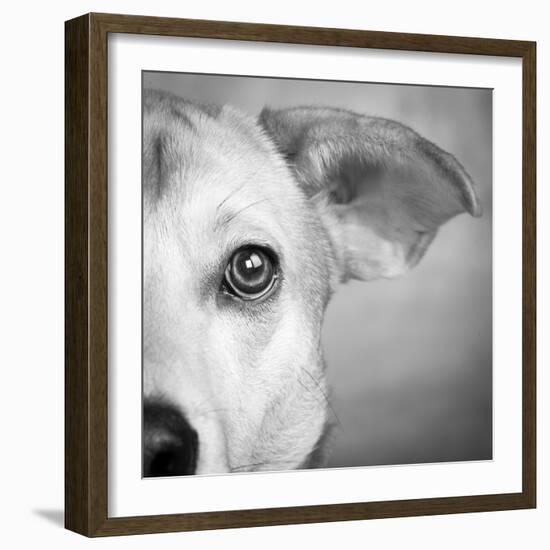 Portrait of Westie Labrador Mixed Dog-null-Framed Photographic Print