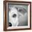 Portrait of Westie Labrador Mixed Dog-null-Framed Photographic Print