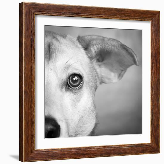 Portrait of Westie Labrador Mixed Dog-null-Framed Photographic Print