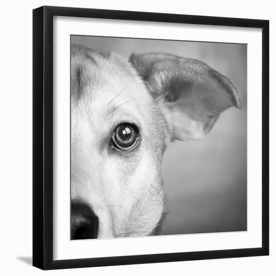 Portrait of Westie Labrador Mixed Dog-null-Framed Photographic Print