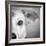 Portrait of Westie Labrador Mixed Dog-null-Framed Photographic Print