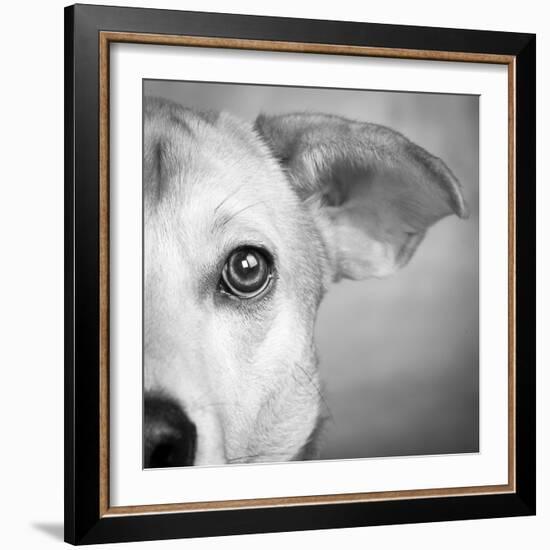 Portrait of Westie Labrador Mixed Dog-null-Framed Photographic Print