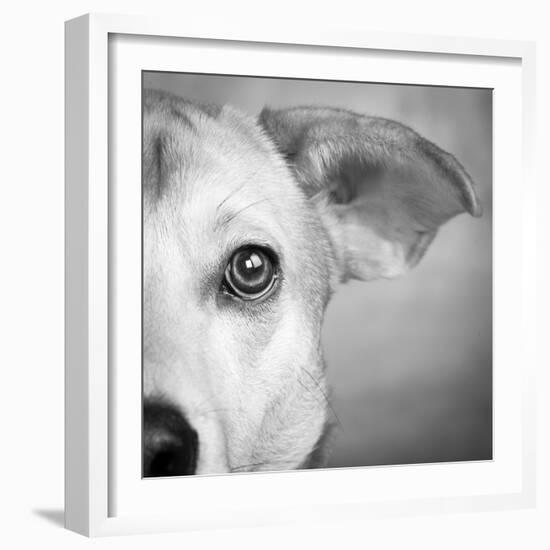 Portrait of Westie Labrador Mixed Dog-null-Framed Photographic Print