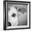 Portrait of Westie Labrador Mixed Dog-null-Framed Photographic Print