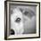 Portrait of Westie Labrador Mixed Dog-null-Framed Photographic Print