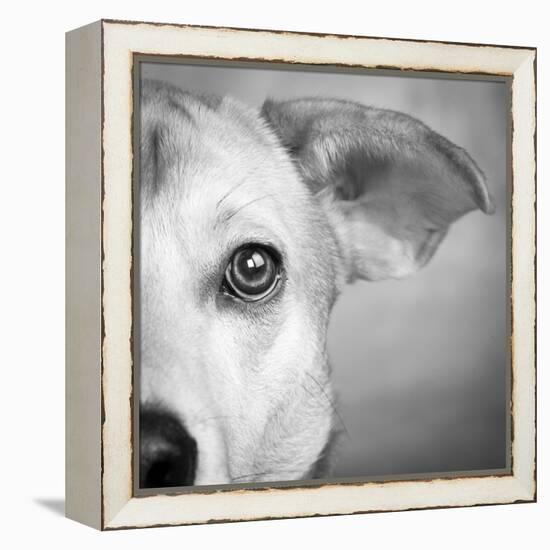 Portrait of Westie Labrador Mixed Dog-null-Framed Premier Image Canvas