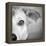 Portrait of Westie Labrador Mixed Dog-null-Framed Premier Image Canvas