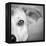 Portrait of Westie Labrador Mixed Dog-null-Framed Premier Image Canvas