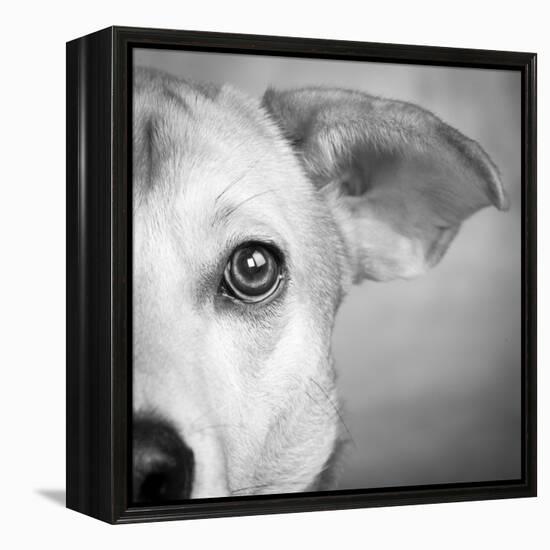 Portrait of Westie Labrador Mixed Dog-null-Framed Premier Image Canvas