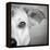 Portrait of Westie Labrador Mixed Dog-null-Framed Premier Image Canvas