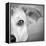 Portrait of Westie Labrador Mixed Dog-null-Framed Premier Image Canvas