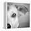 Portrait of Westie Labrador Mixed Dog-null-Framed Premier Image Canvas
