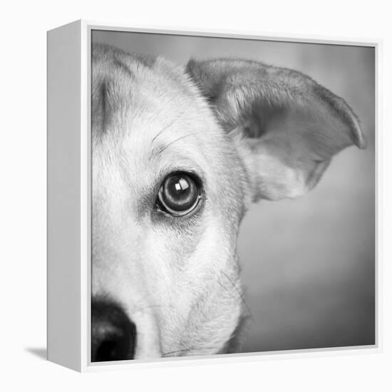 Portrait of Westie Labrador Mixed Dog-null-Framed Premier Image Canvas