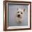 Portrait of Westie West Highland Terrier Sitting, Looking Up-Jane Burton-Framed Photographic Print