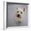 Portrait of Westie West Highland Terrier Sitting, Looking Up-Jane Burton-Framed Photographic Print